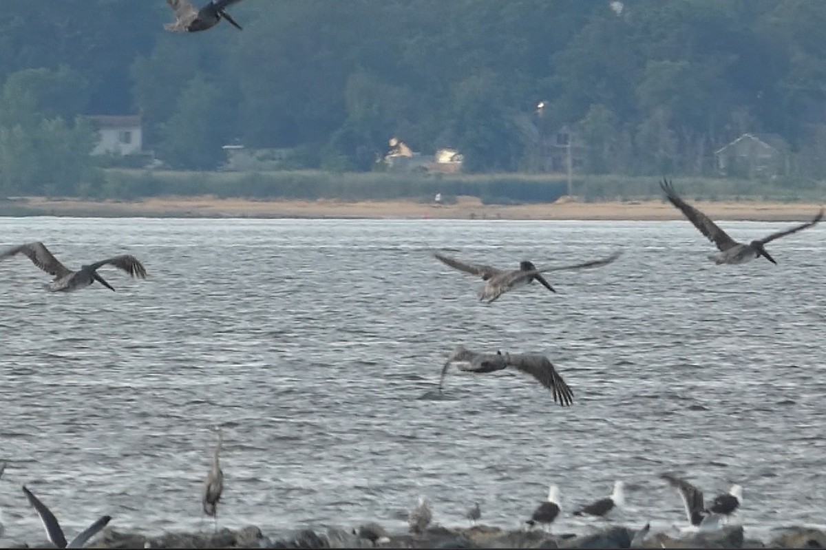 Brown Pelican - ML591308741