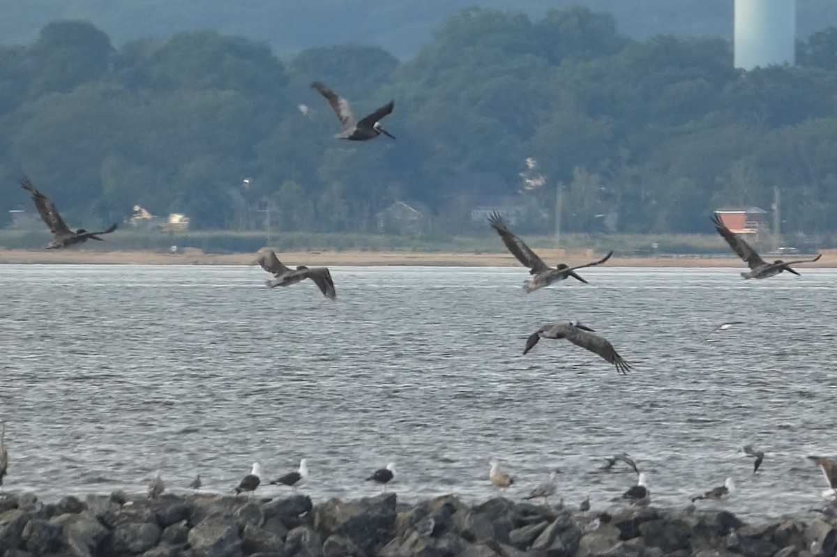 Brown Pelican - ML591308751