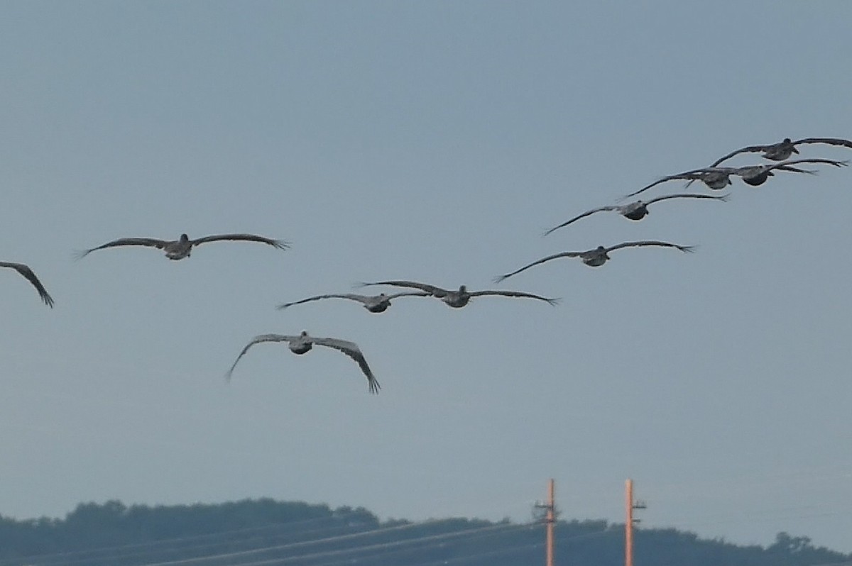 Brown Pelican - ML591308771