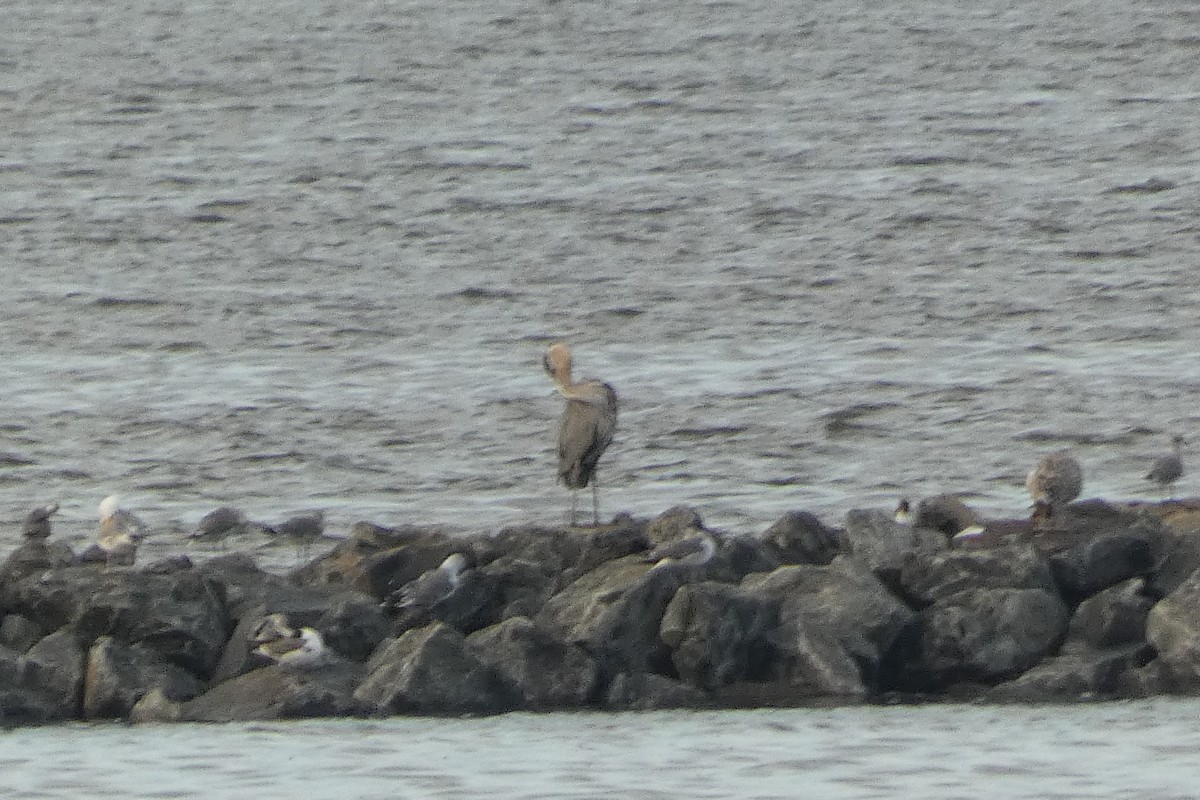 Brown Pelican - ML591308931