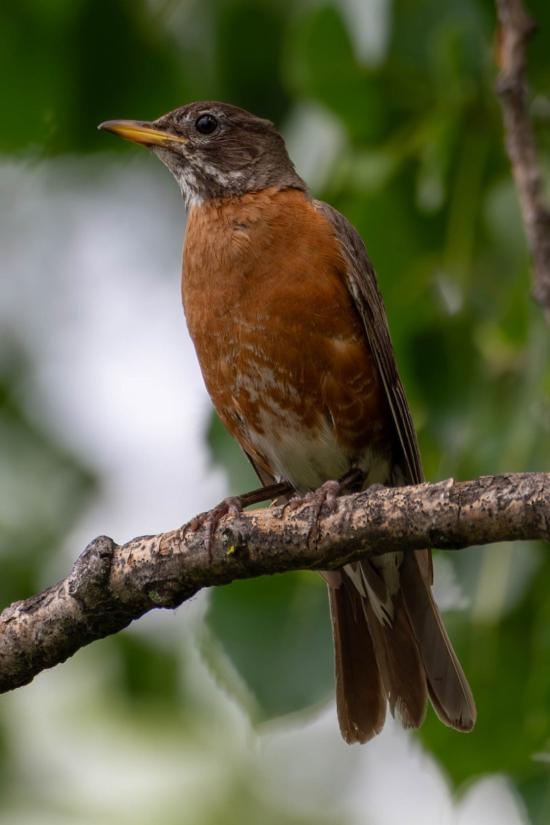 American Robin - ML591309001