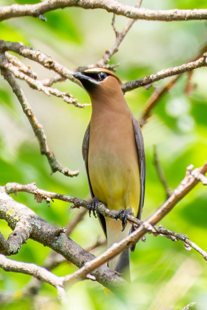 Cedar Waxwing - Andrew Nasuti