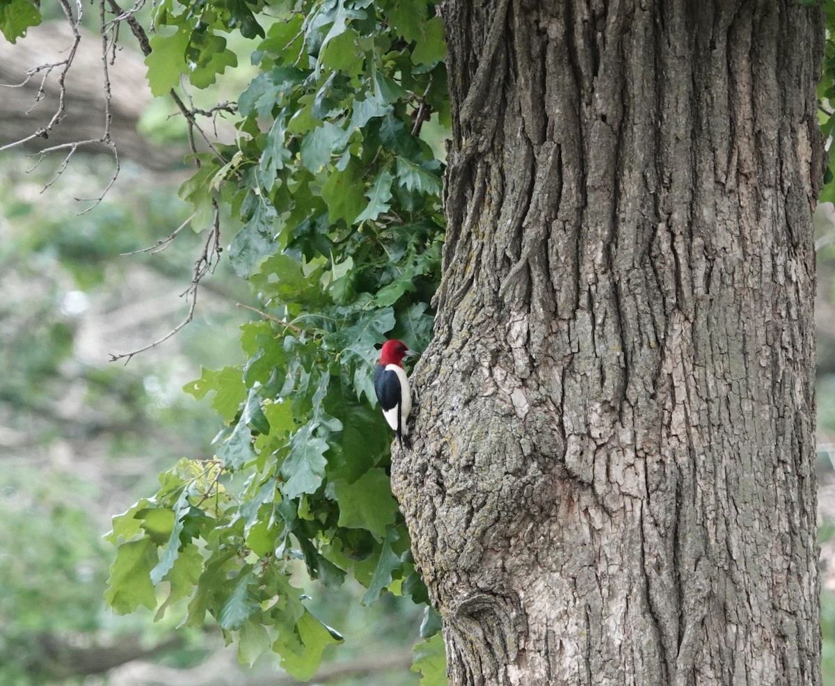 Red-headed Woodpecker - ML591309331