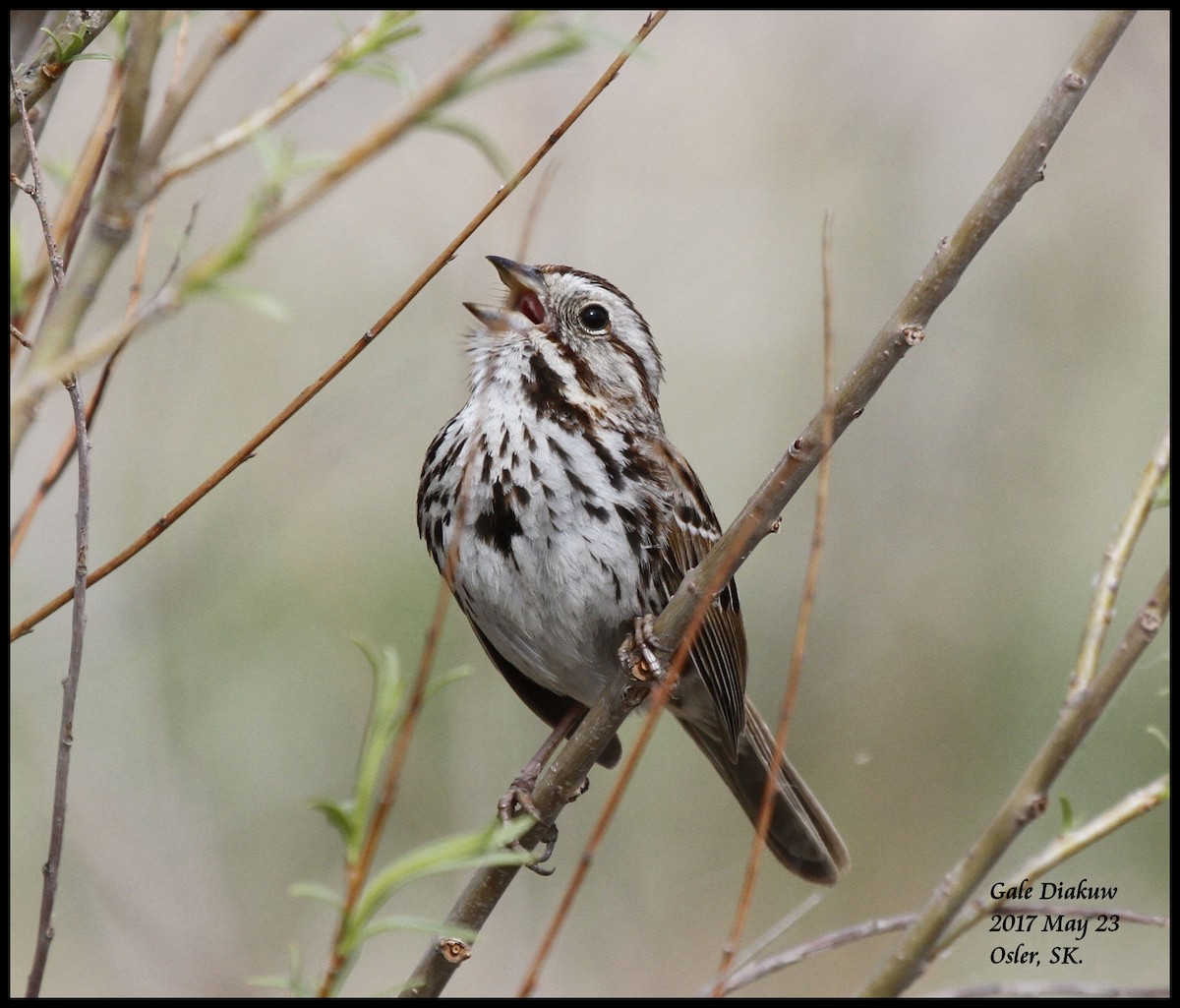 Song Sparrow - ML59131221