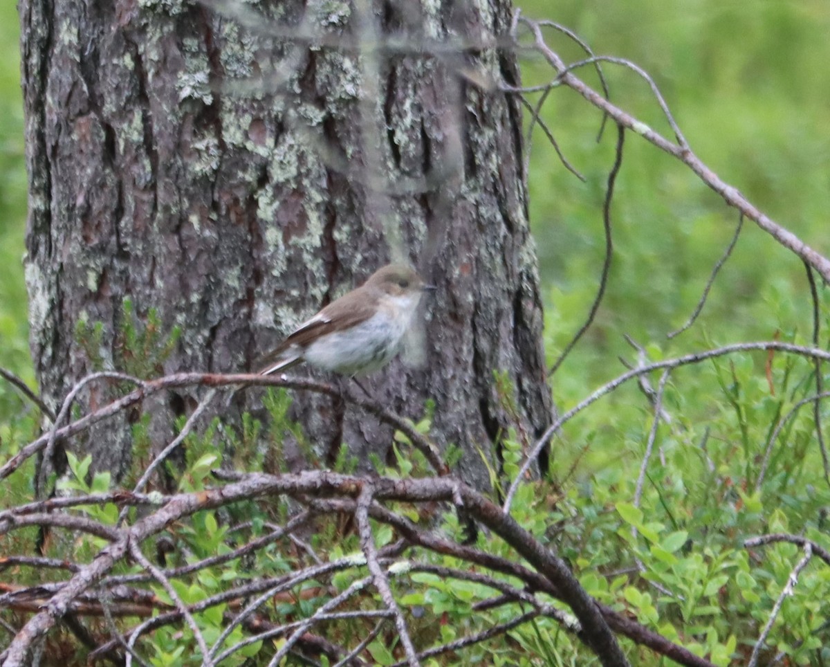 European Pied Flycatcher - ML591313821