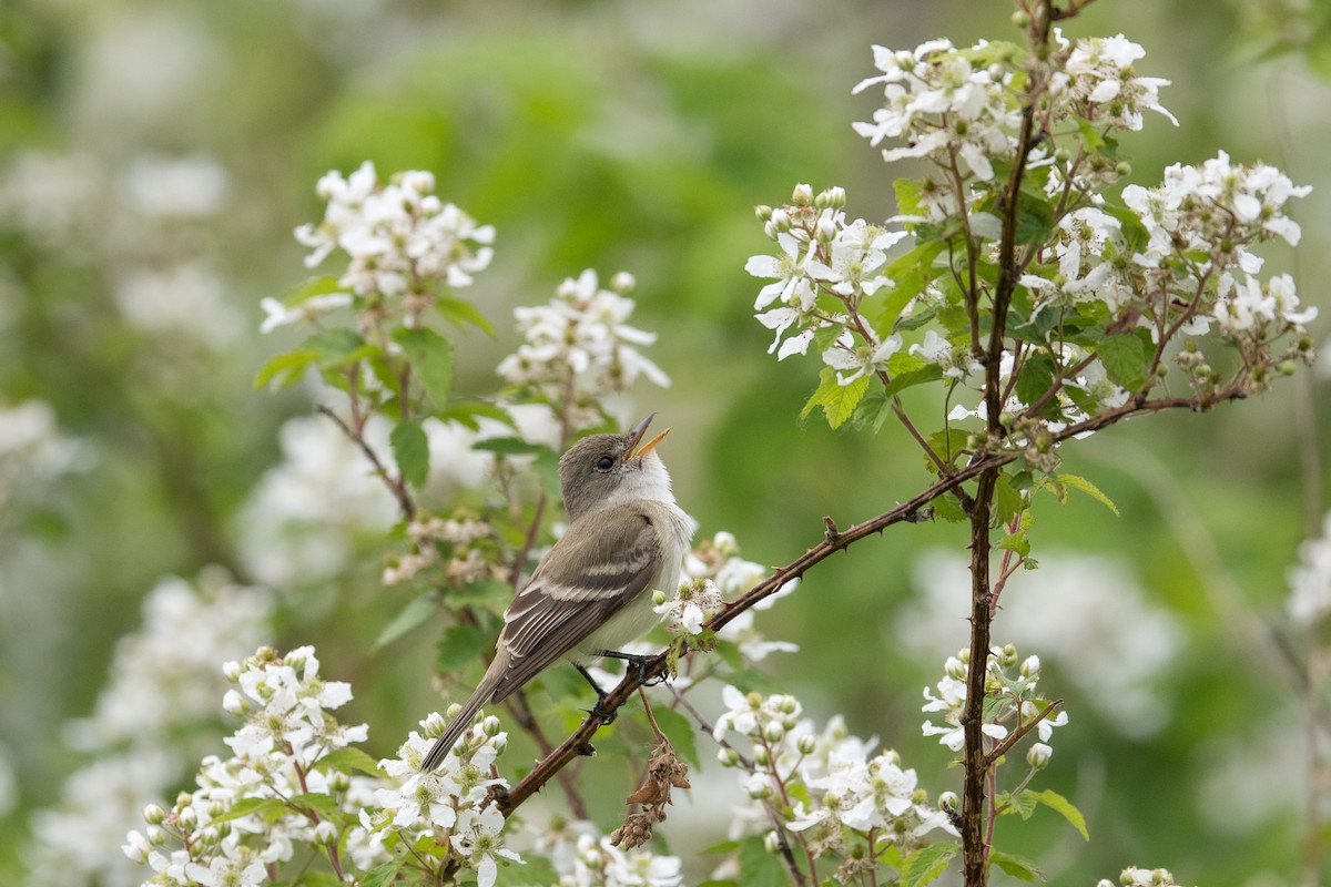 Willow Flycatcher - Adam Brandemihl