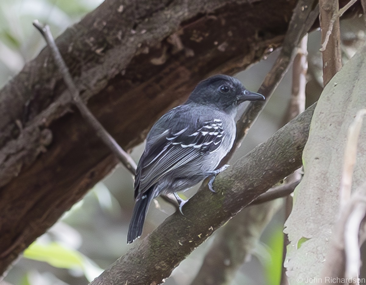 Blackish-gray Antshrike - John Richardson