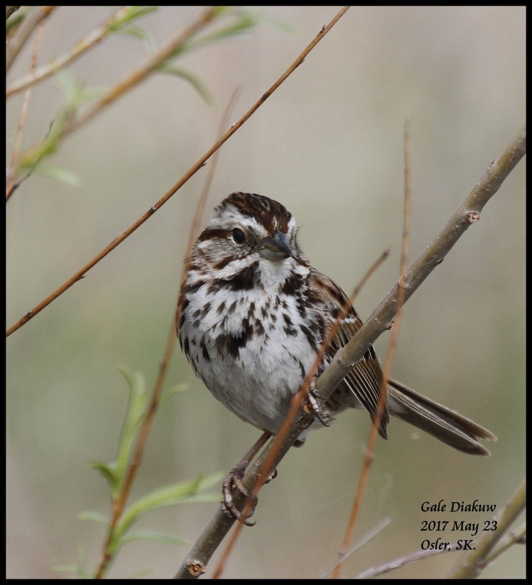 Song Sparrow - ML59131451