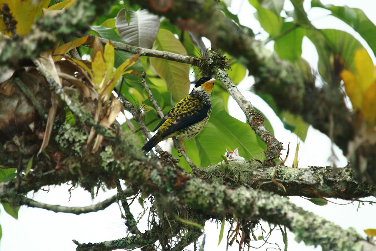 Swallow-tailed Cotinga - ML591314591