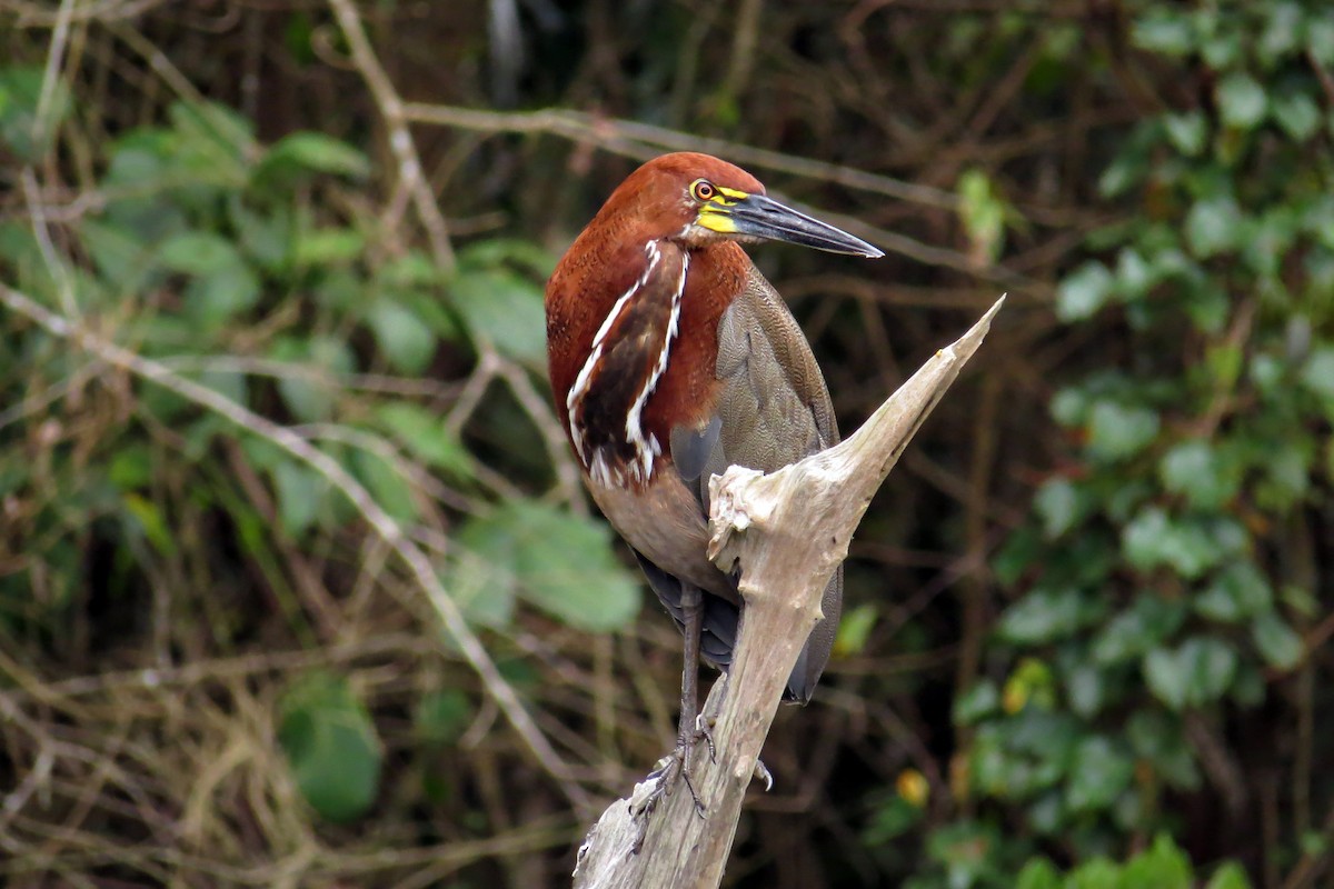 Rufescent Tiger-Heron - Tomaz Melo