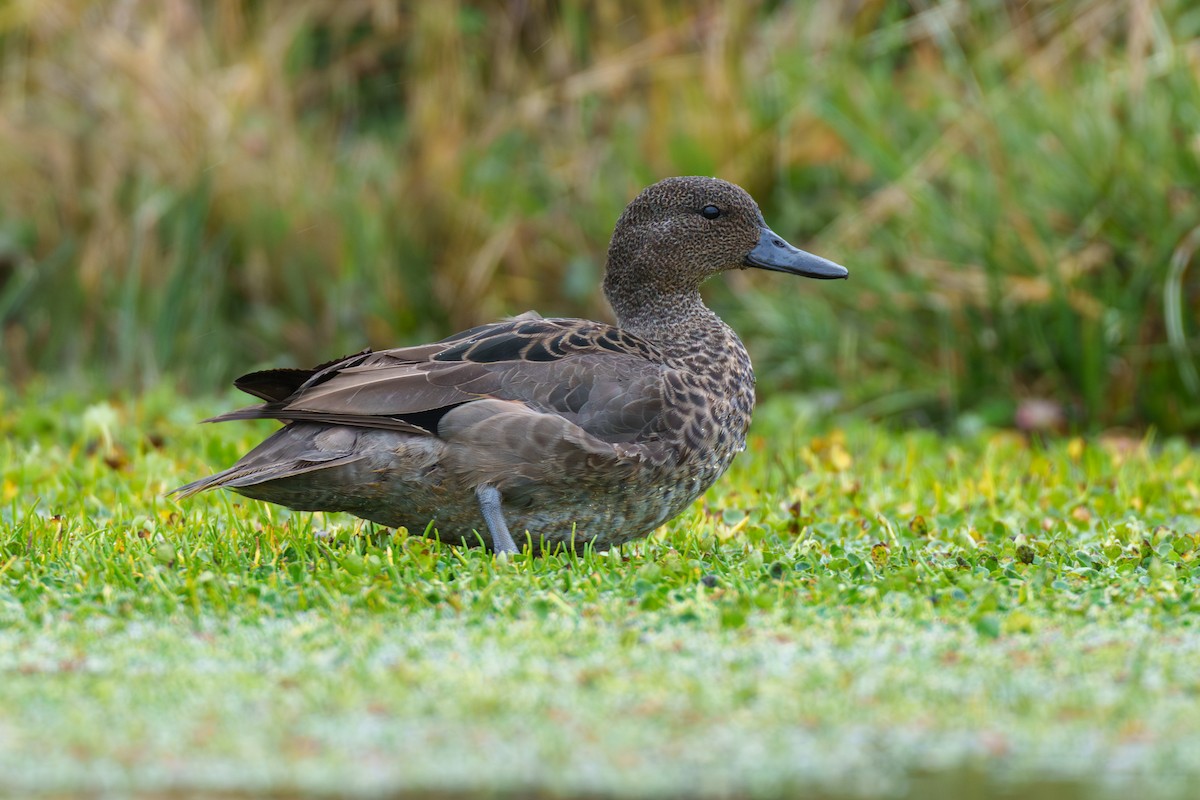 Andean Teal - ML591316161