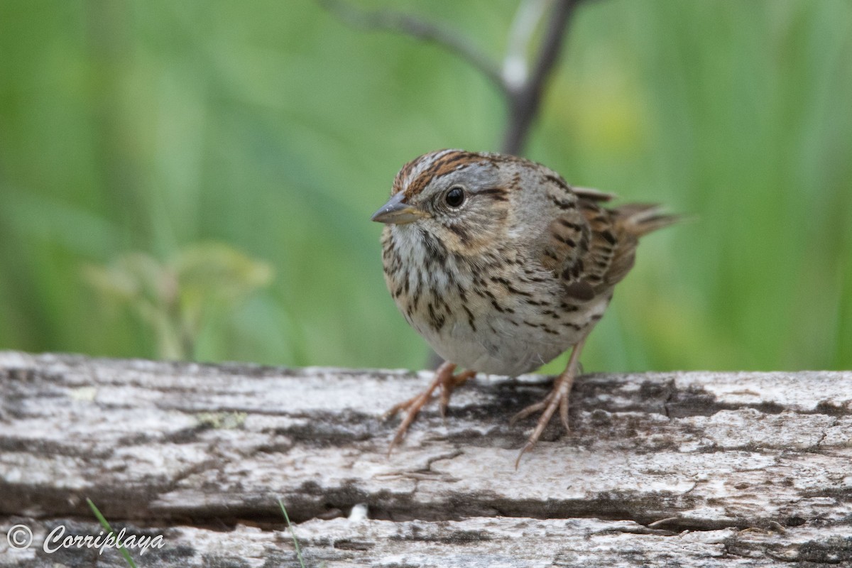 Lincoln's Sparrow - ML591316471