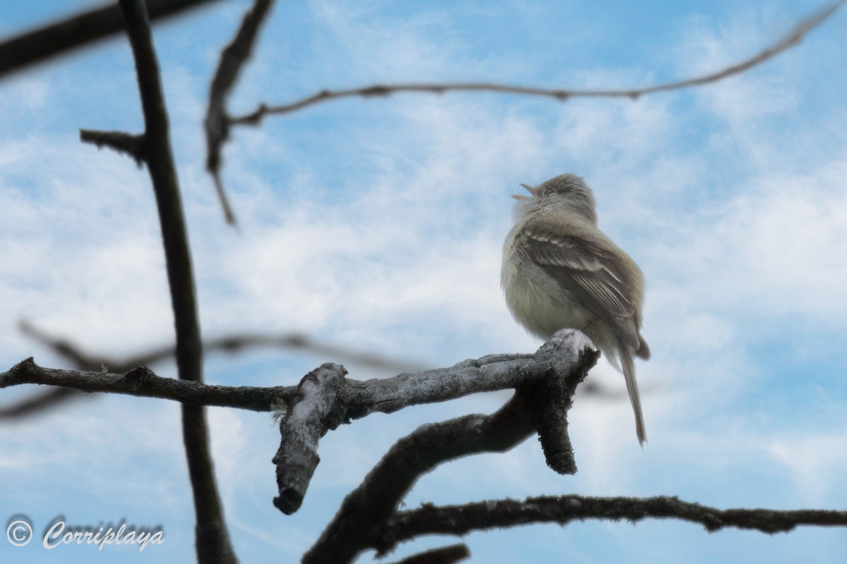 Hammond's Flycatcher - ML591316491