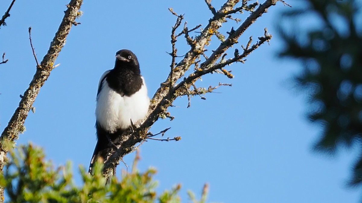 Black-billed Magpie - ML591320621