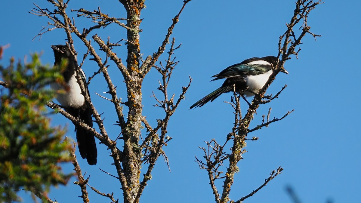 Black-billed Magpie - ML591320631