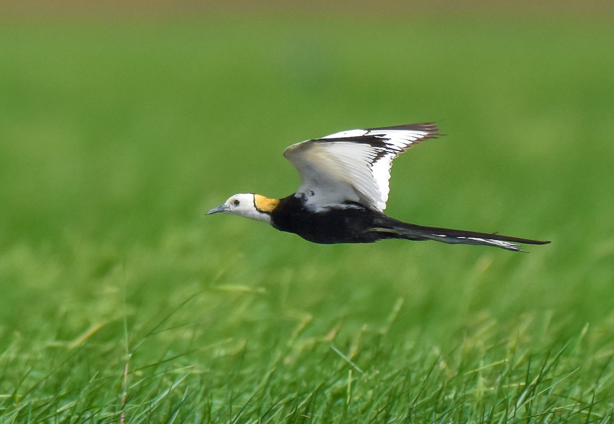 Pheasant-tailed Jacana - ML591320881