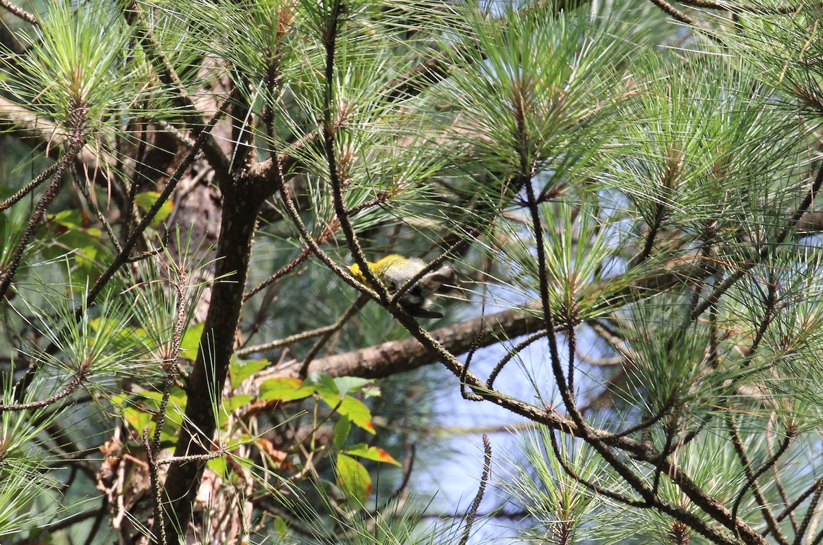 Pine Warbler - ML591321071