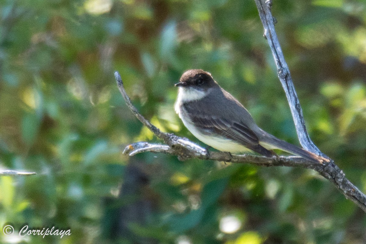 Eastern Kingbird - ML591321531