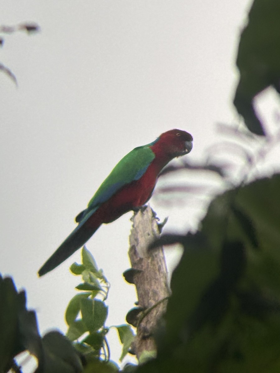 Папужець червоний - ML591321711