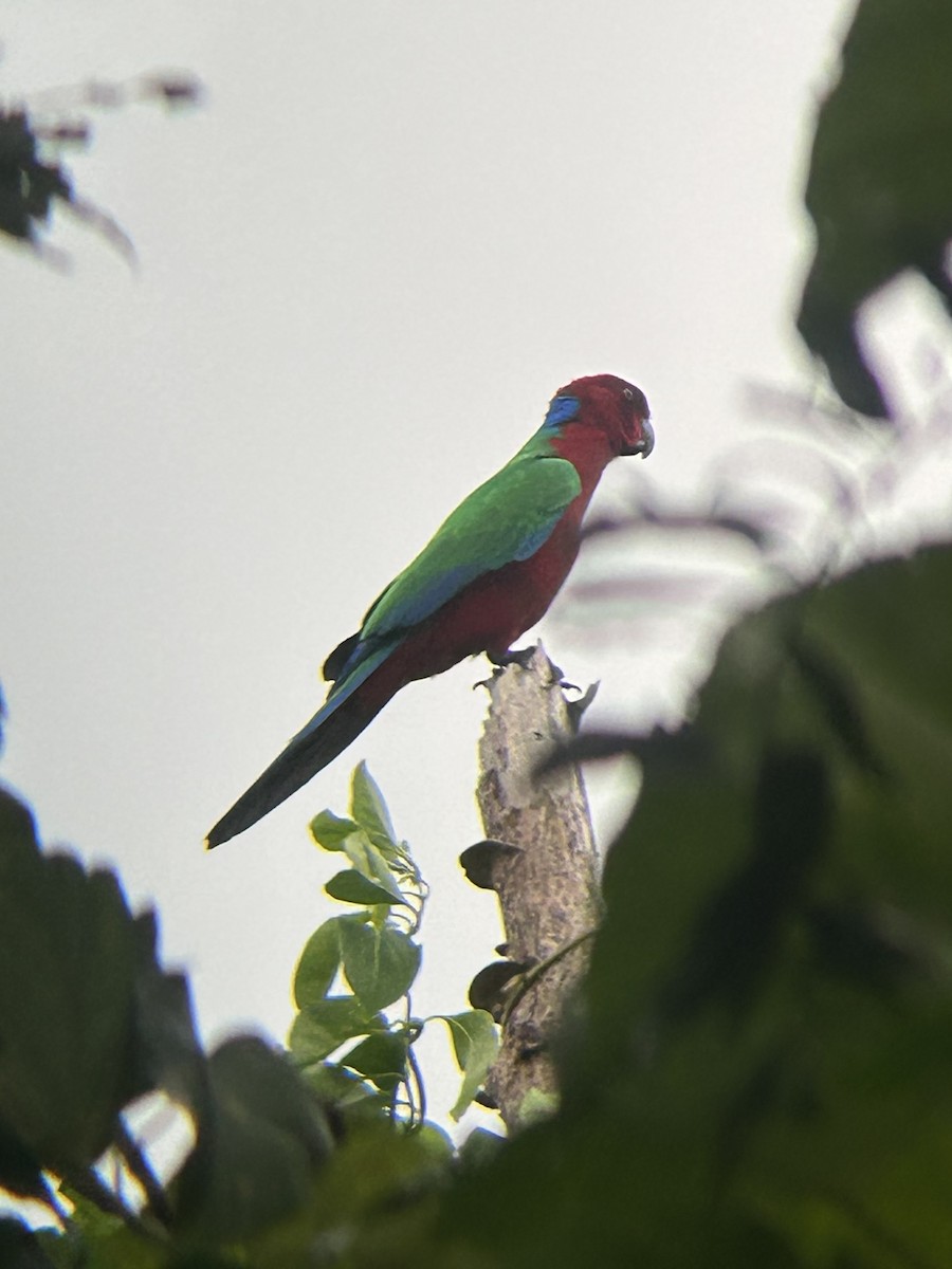 Блестящий попугай-арлекин - ML591321721