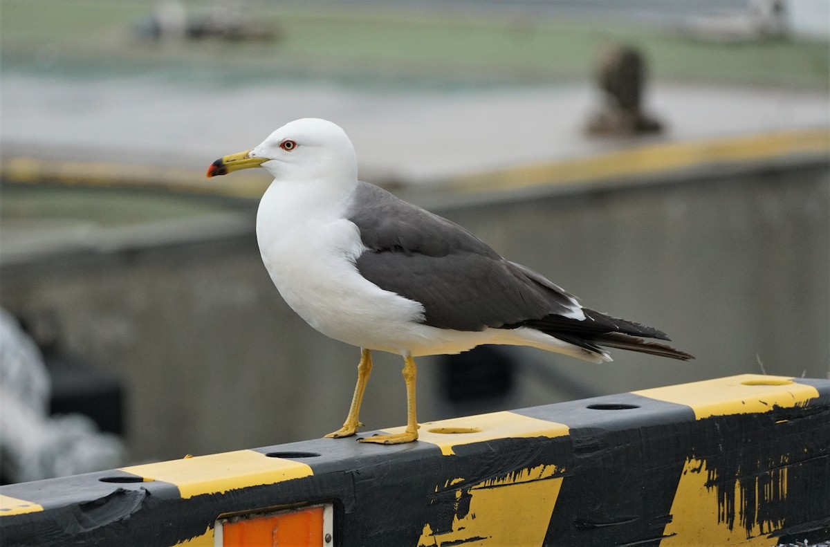 Black-tailed Gull - Christopher DiPiazza