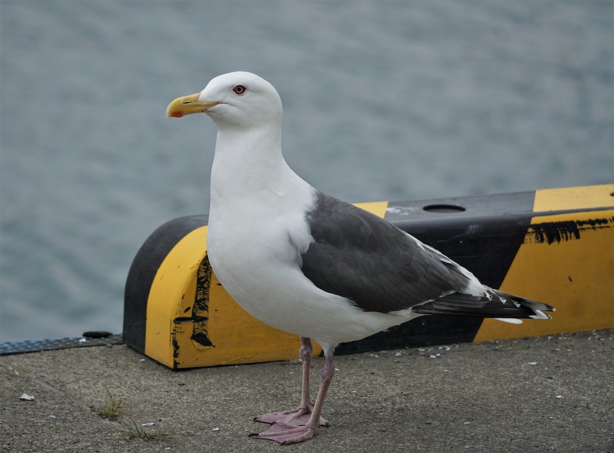 Slaty-backed Gull - Christopher DiPiazza