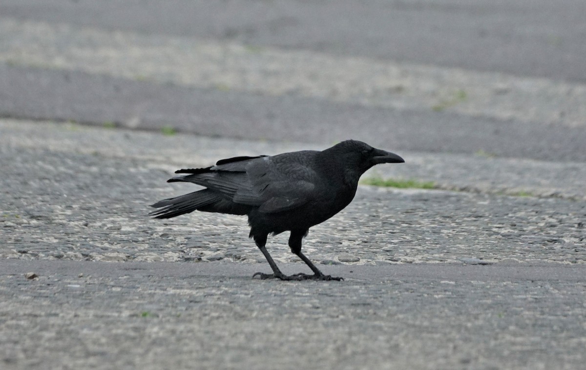 Carrion Crow - ML591321801