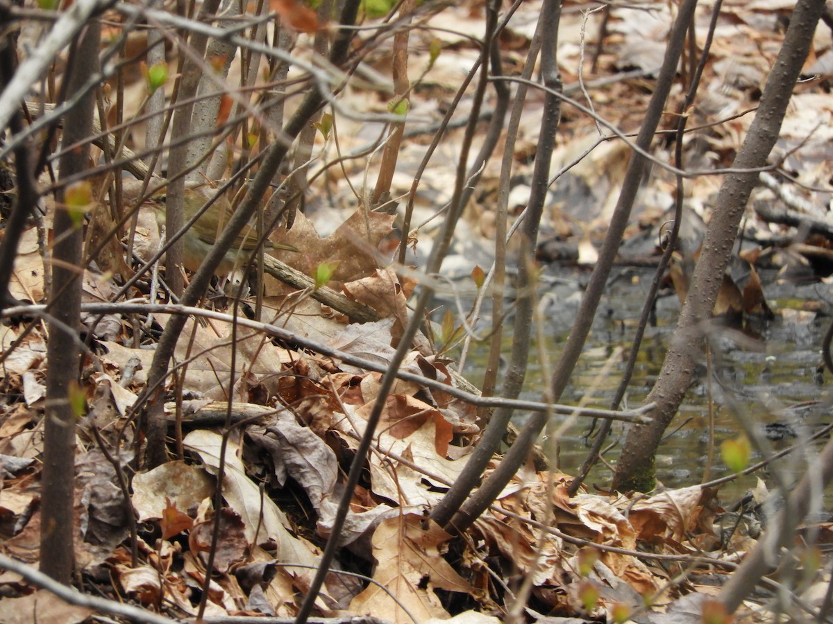 Swainson's Warbler - ML591321811