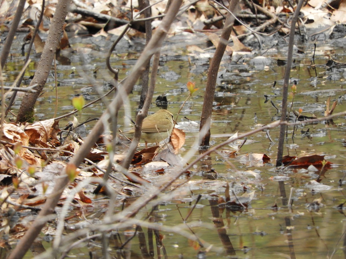 Swainson's Warbler - ML591321891