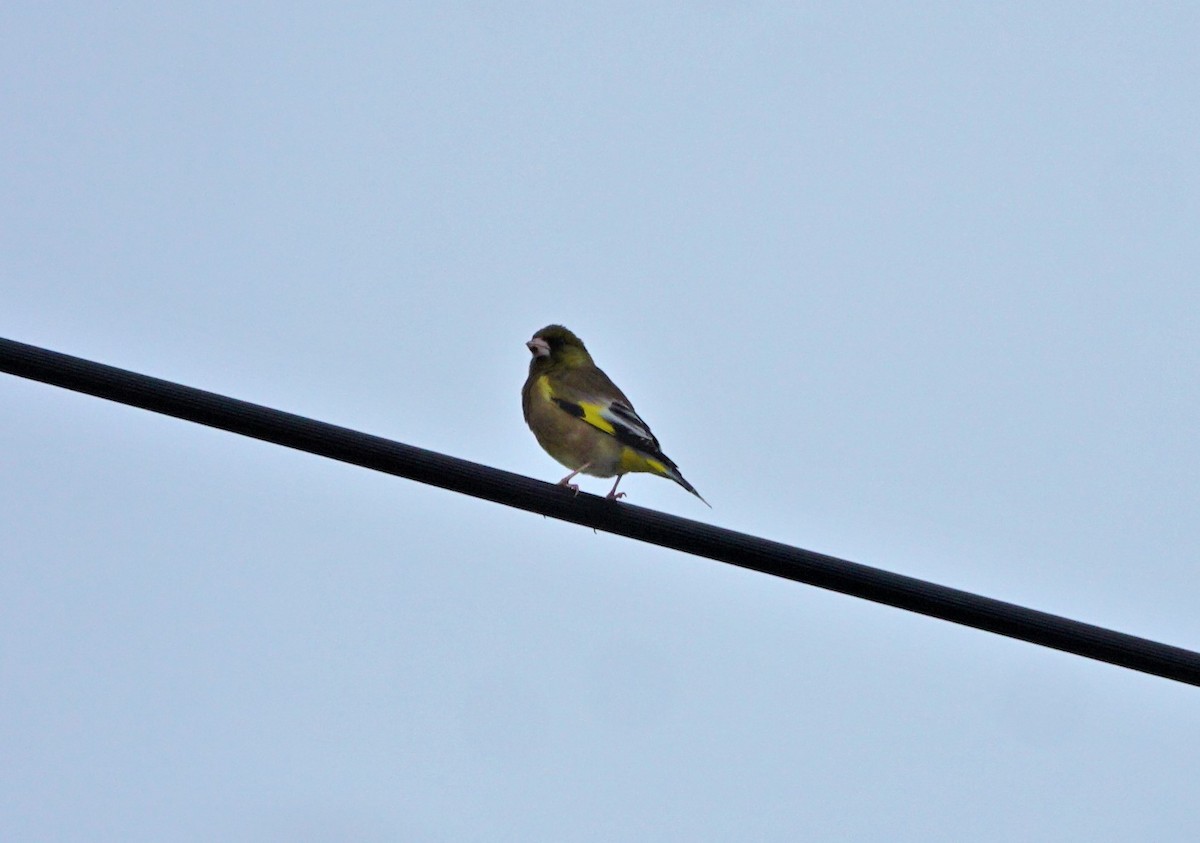 Oriental Greenfinch - ML591321901