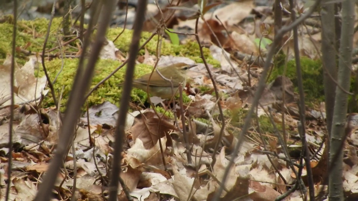 Swainson's Warbler - ML591321991