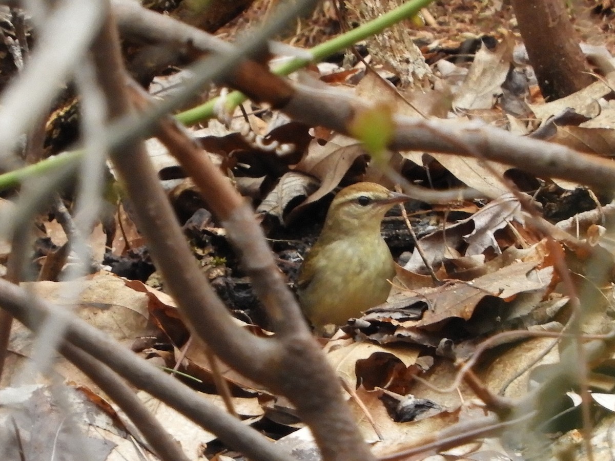 Swainson's Warbler - ML591322061