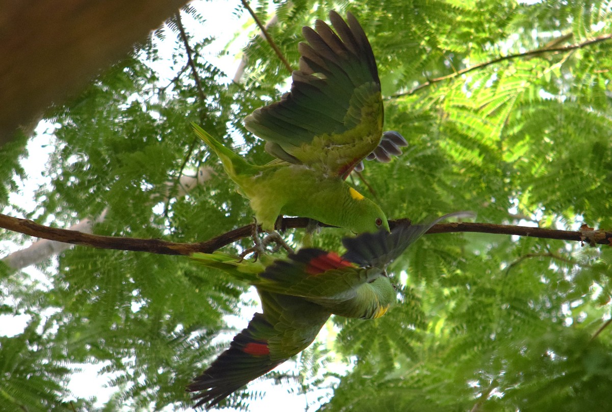 Yellow-naped Parrot - Nestor Herrera