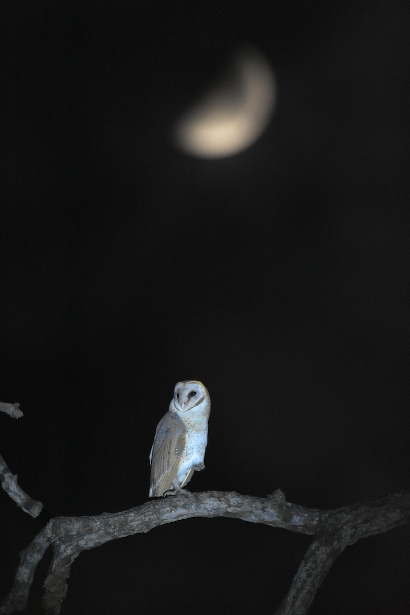 Eastern Barn Owl - ML591322911