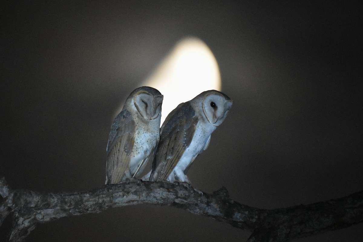 Eastern Barn Owl - ML591323021