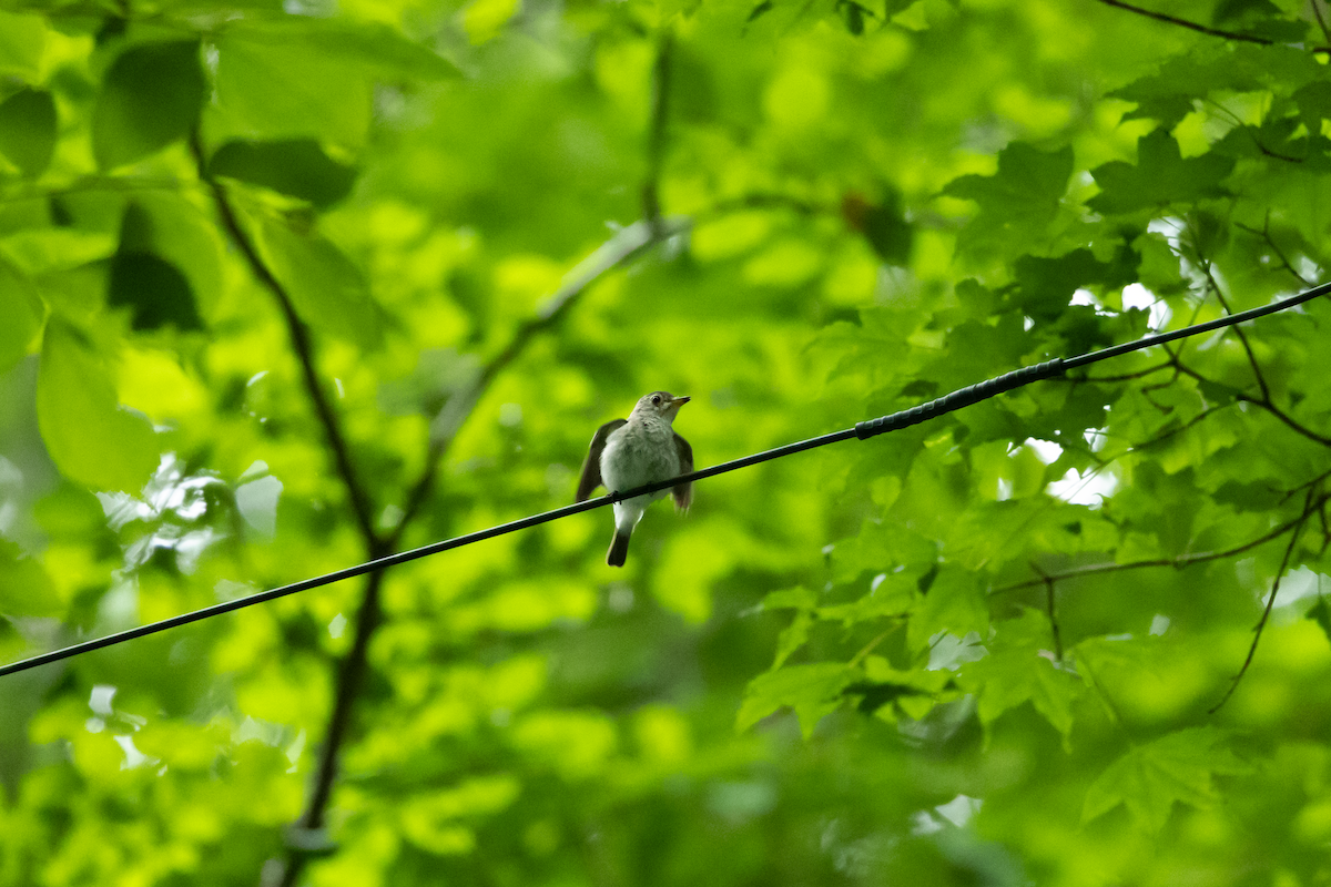 Asian Brown Flycatcher - Han Tay