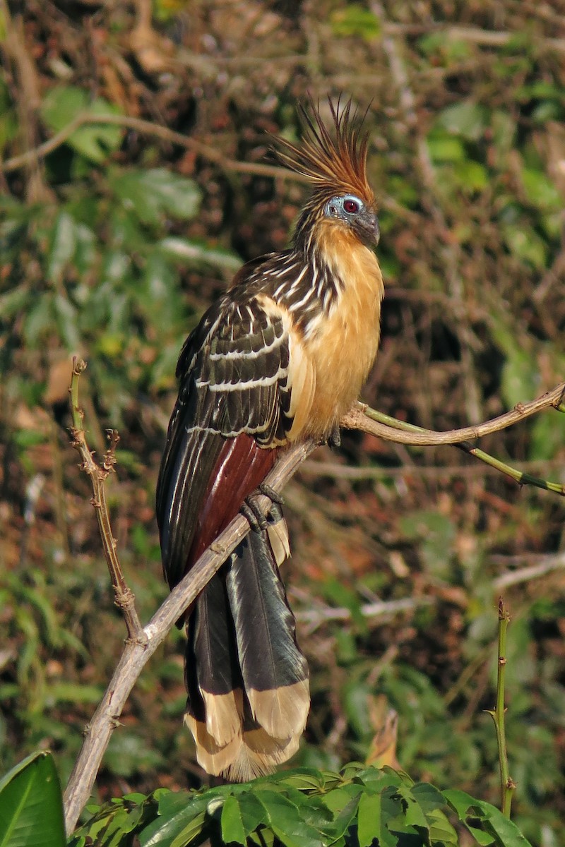 Hoatzin - ML591325271