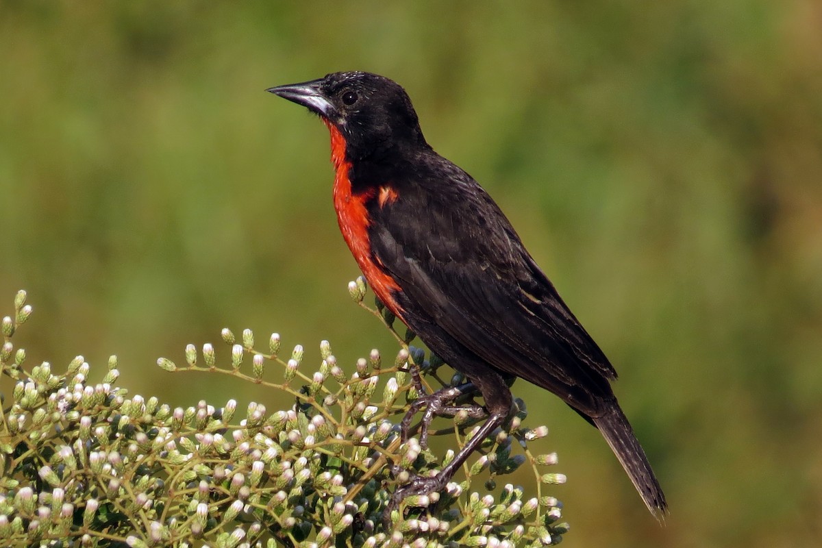 Red-breasted Meadowlark - ML591325331