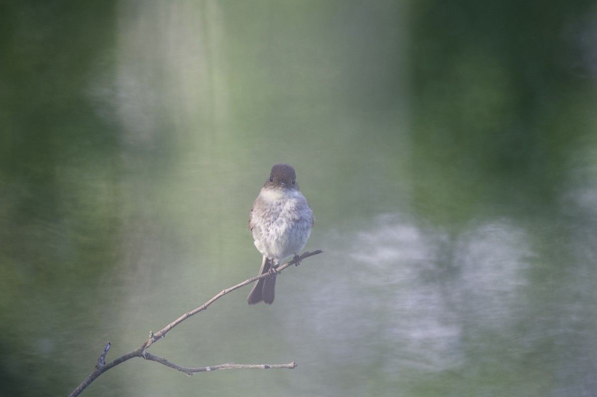Eastern Phoebe - ML591325771