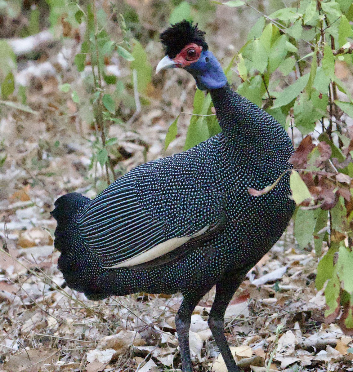 Eastern Crested Guineafowl - ML591326681