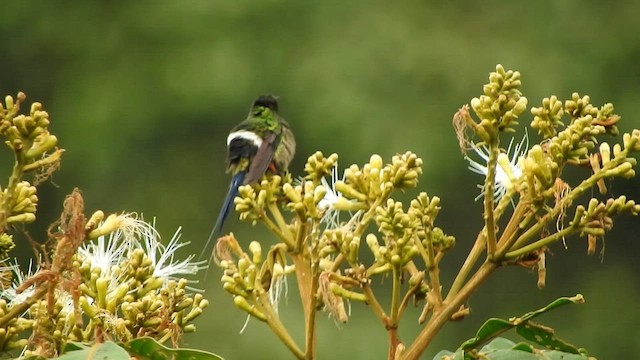 kolibřík ostrochocholatý - ML591327531