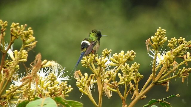 kolibřík ostrochocholatý - ML591327541
