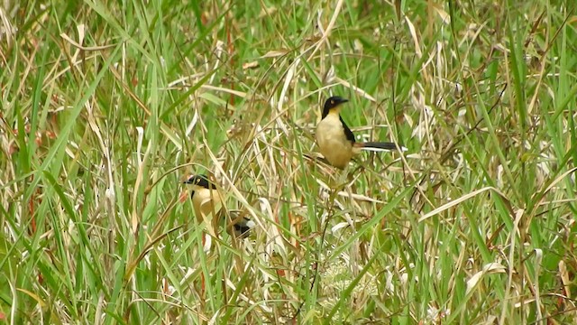 Black-capped Donacobius - ML591327681