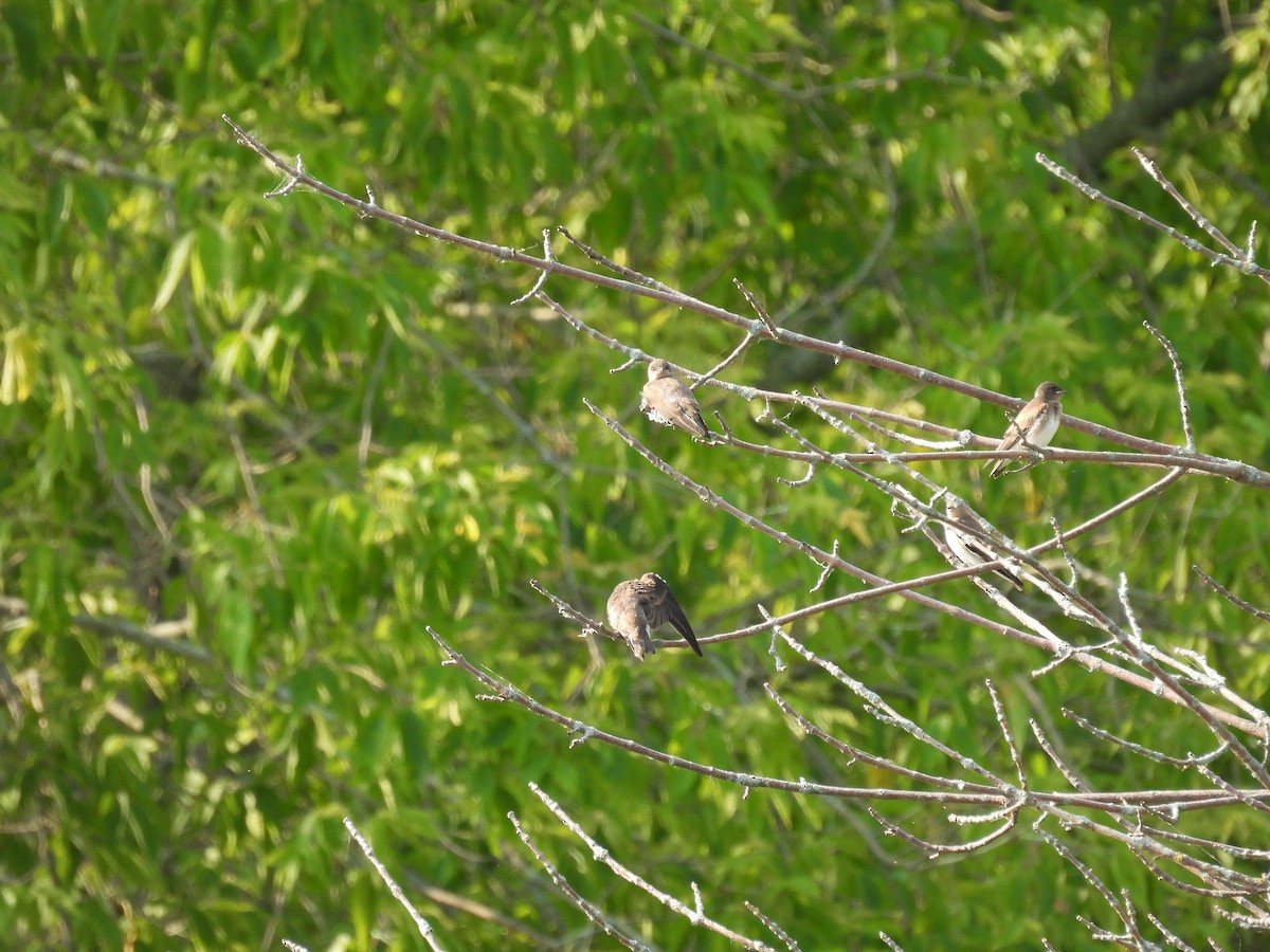 Northern Rough-winged Swallow - ML591328021