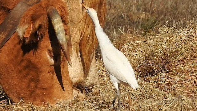Чапля єгипетська (підвид ibis) - ML591328101