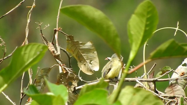 Tyranneau de Zeledon - ML591328821