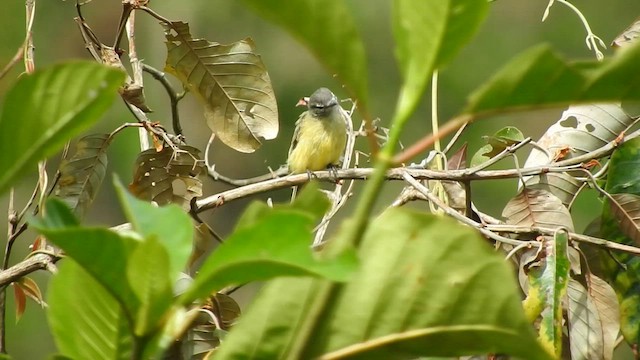 Tyranneau de Zeledon - ML591328851