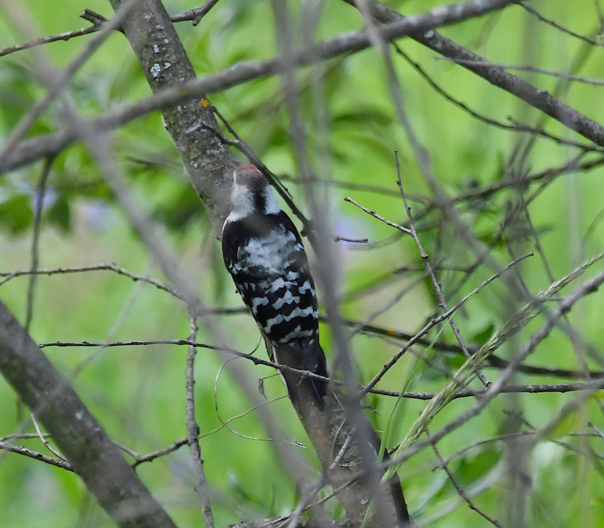 Lesser Spotted Woodpecker - Василий Калиниченко