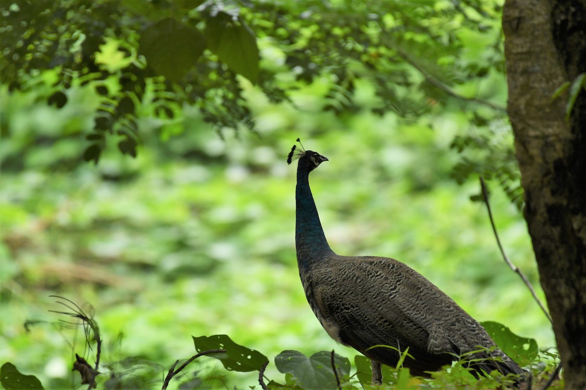 Indian Peafowl - ML591330521