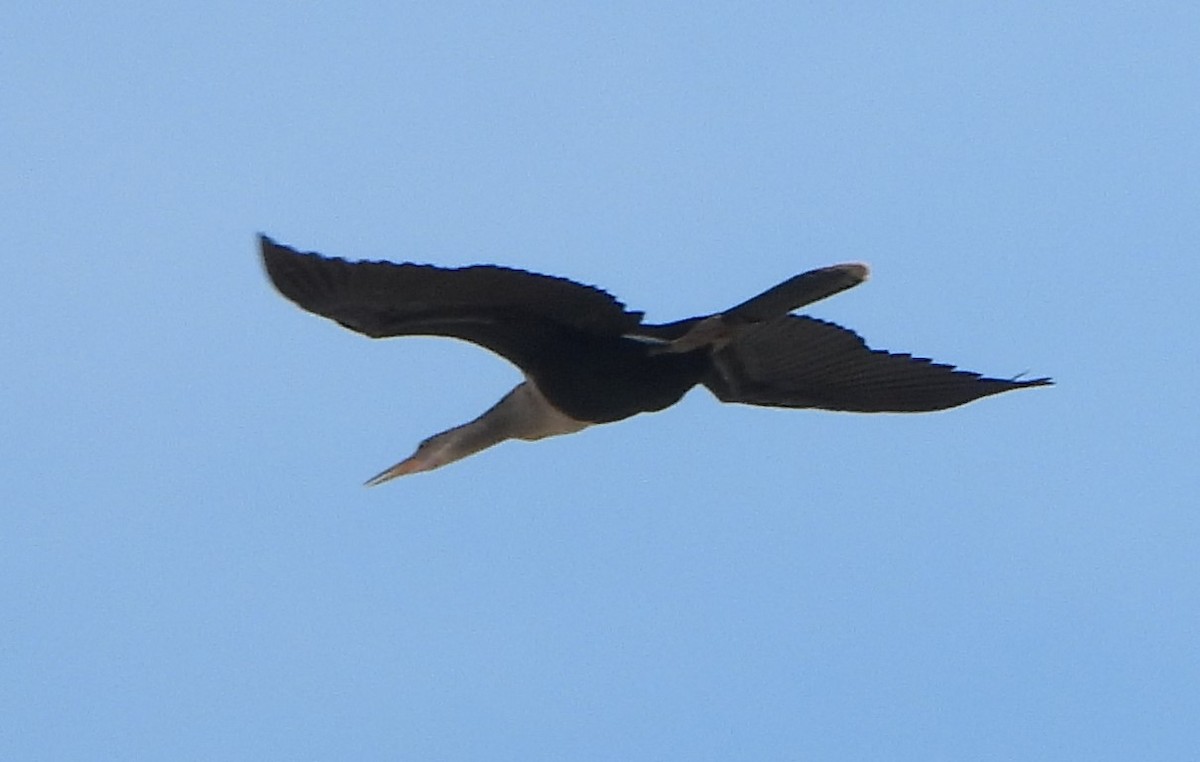 Anhinga - ML591330751